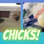 Chicks!