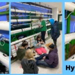 Hydroponics