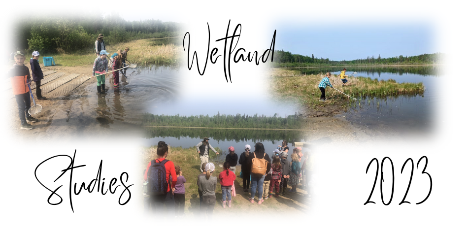 Wetlands Studies