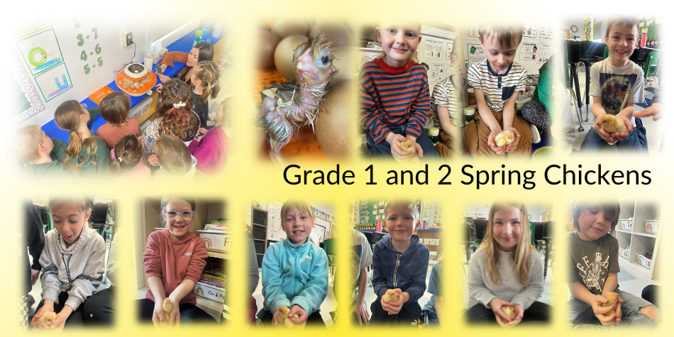 Spring Chickens