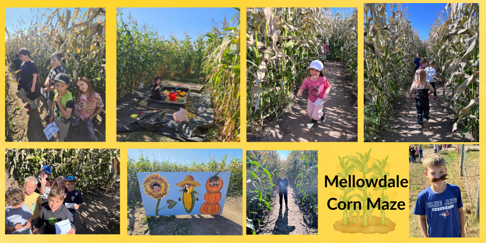 Mellowdale Corn Maze